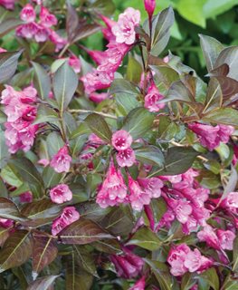 'Dark Horse' weigela