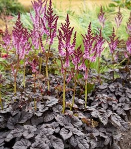 'DARK SIDE OF THE MOON' ASTILBE
