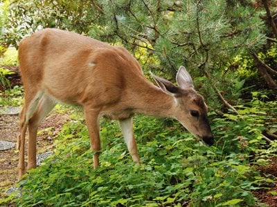 deer eating groundcover plants