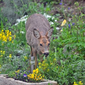 deer in garden