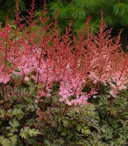 'Delft Lace' astilbe