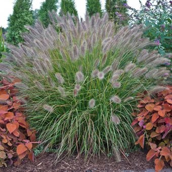 Prairie Winds® 'Desert Plains' fountain grass