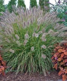 Desert Plains Pennisetum, Fountain Grass
Ornamental Grasses in Pots 
Proven Winners
Sycamore, IL