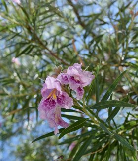Desert Willow in bloom
