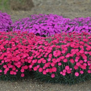 Dianthus plants in growing field