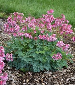 'PINK DIAMONDS' BLEEDING HEART