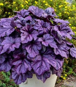 Dolce® 'Wildberry' coral bells