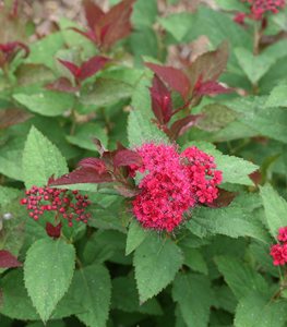 Double Play Doozie® spirea