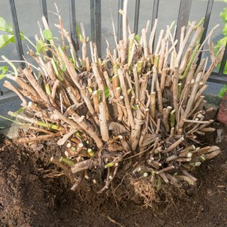 dug up hydrangea