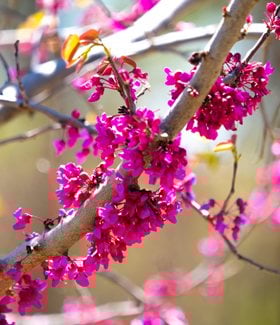 Eastern redbud tree in bloom