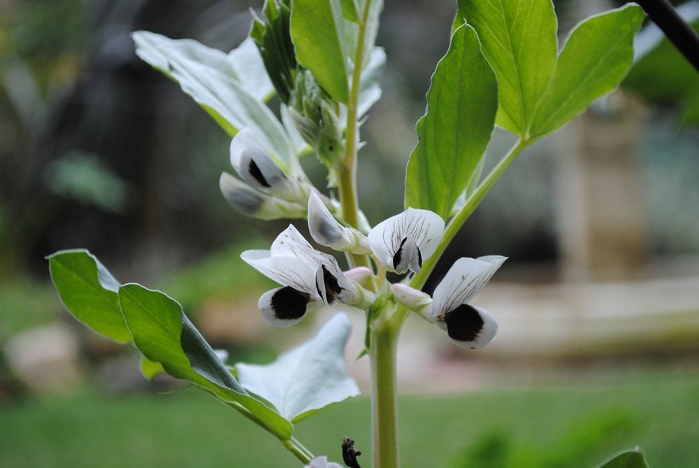 Fava Bean Plant
Garden Design
Calimesa, CA