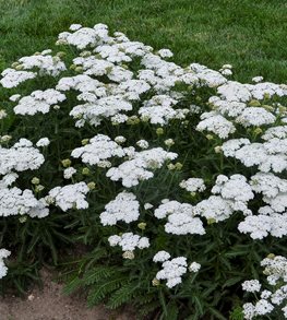 FIREFLY DIAMOND YARROW