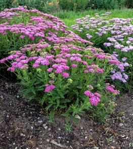 FIREFLY FUCHSIA YARROW