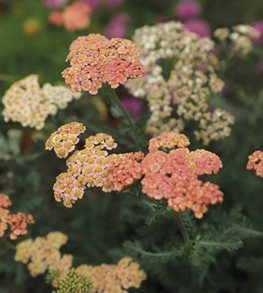 FIREFLY PEACH SKY YARROW