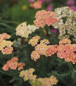 'Firefly Peach Sky' yarrow