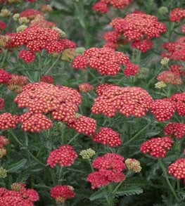 FIREFLY RED POP YARROW