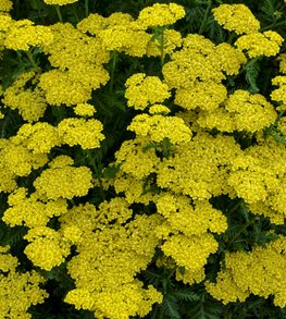 FIREFLY SUNSHINE YARROW