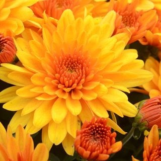 Fireglow Bronze Mum, Chrysanthemum Flower
"Dream Team's" Portland Garden
Proven Winners
Sycamore, IL
