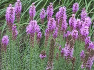 Liatris spicata