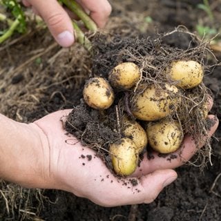 freshly dug potatoes