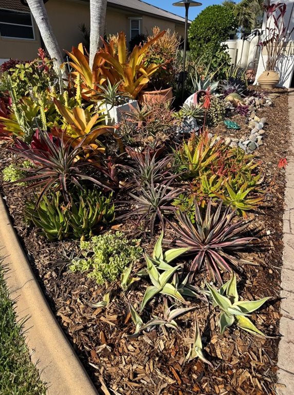 Front yard area with succulent plants