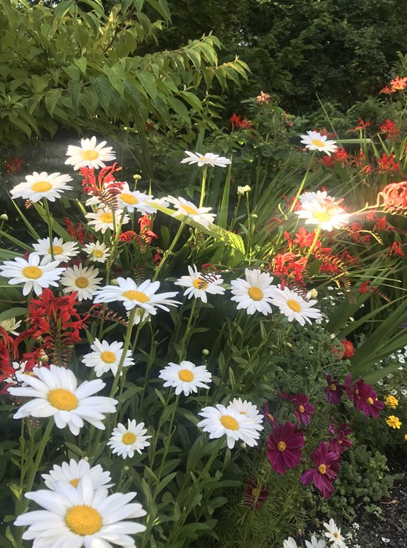 Garden bed with daisies