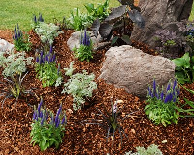 Garden Bed With Mulch
"Dream Team's" Portland Garden
Shutterstock.com
New York, NY
