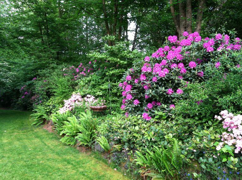 Garden border with flowering shrubs