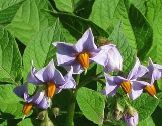 potato plant flowers