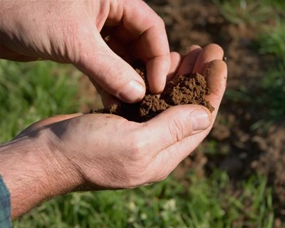 Garden Soil, Soil Preparation
"Dream Team's" Portland Garden
Shutterstock.com
New York, NY