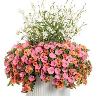 Gaura Plant In Container Combination
Proven Winners
Sycamore, IL