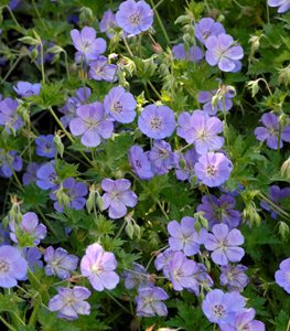 'Rozanne' geranium