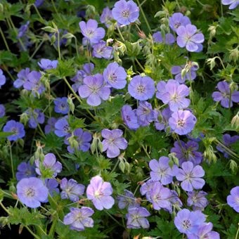 'Rozanne' cranesbill geranium with violet-blue flowers