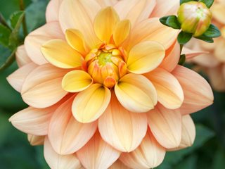 'Ginger Snap' dahlia