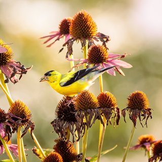 Goldfinch And Dried Coneflower
"Dream Team's" Portland Garden
Shutterstock.com
New York, NY