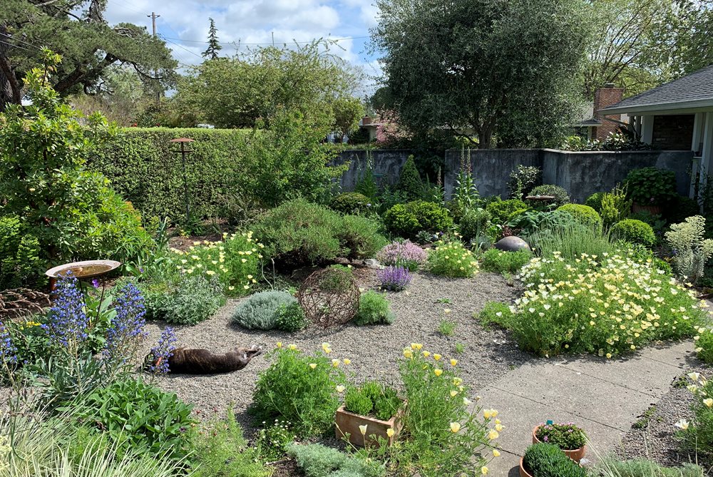 Gravel Garden
Garden Design
Calimesa, CA