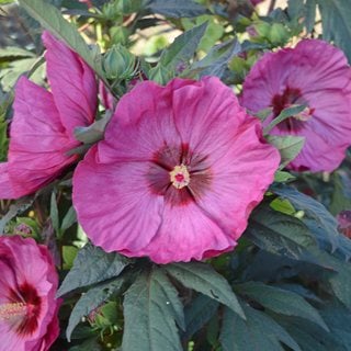 Hibiscus Berry Awesome, Rose Mallow
"Dream Team's" Portland Garden
Proven Winners
Sycamore, IL