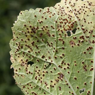 Hollyhock Rust
"Dream Team's" Portland Garden
Shutterstock.com
New York, NY