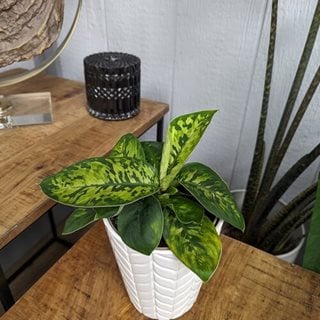 Homalomena Wallisii Camouflage
Proven Winners
Sycamore, IL