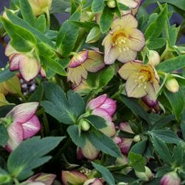 Tropical Sunset Hellebore