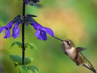 Hummingbird at salvia flower
