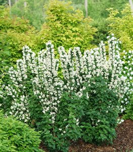 Illuminati Tower® mock orange