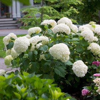 Incrediball® smooth hydrangea