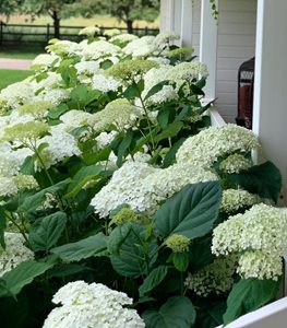Incrediball Hydrangeas