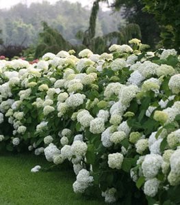 Incrediball® hydrangea