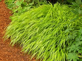 Japanese Forest Grass, Hakone Grass, Hakonechloa Macra Aureola
Janet Loughrey