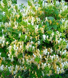 JAPANESE HONEYSUCKLE