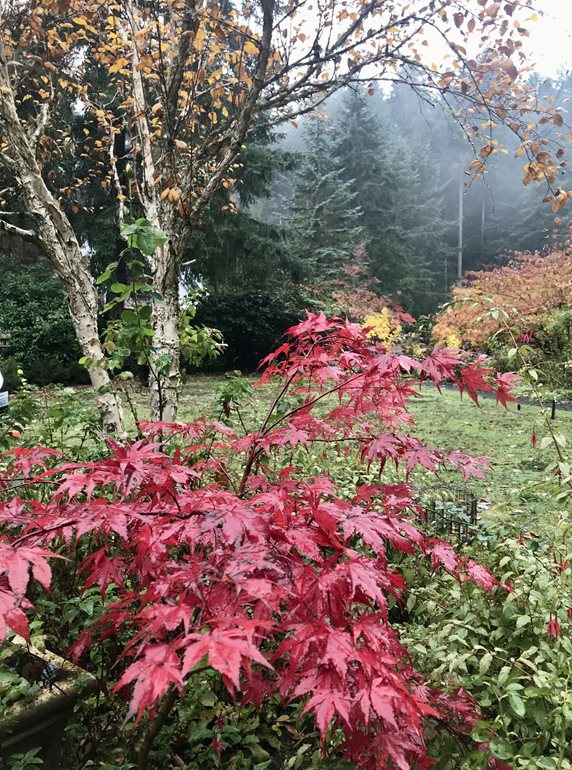 Japanese maple in fall garden