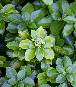 Pachysandra