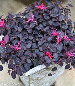 'JAZZ HANDS MINI' LORPETALUM